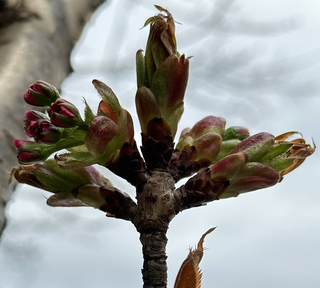 Cherry Cultivar: Prunus Kanzan